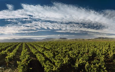 Viñedos Singulares – das Konzept der Lagenweine in der Rioja
